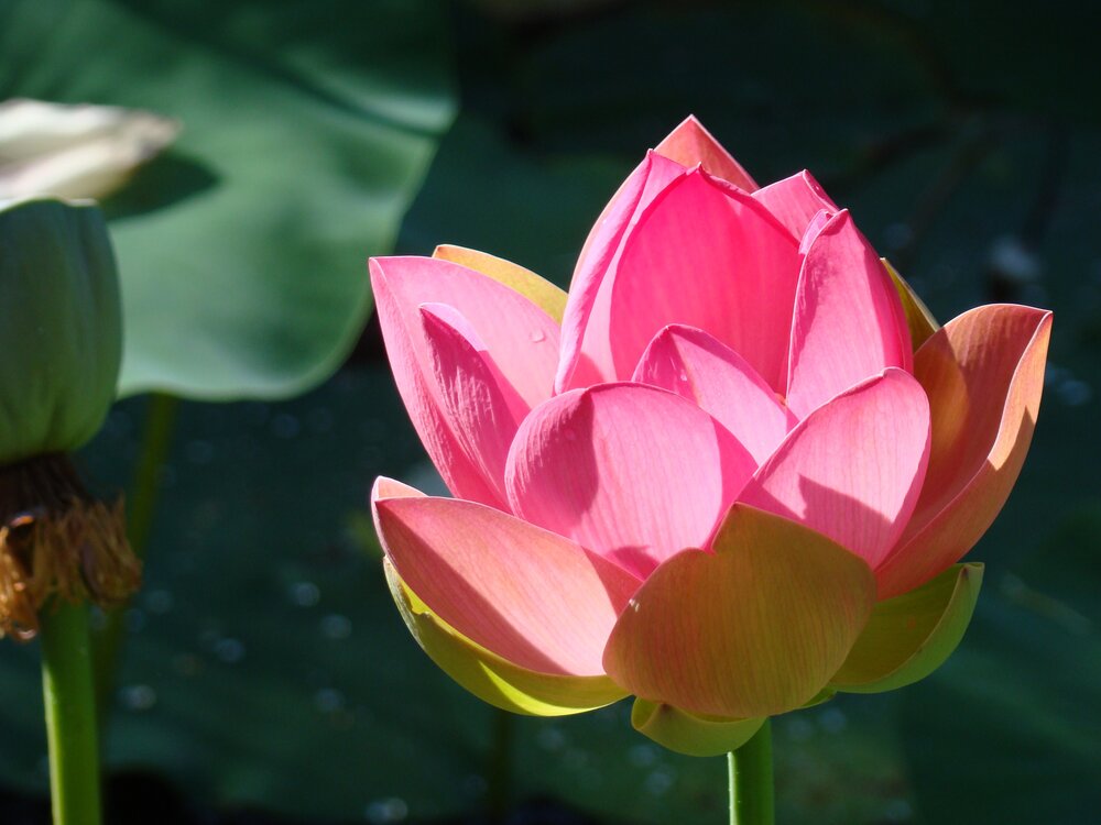 Lotus flower